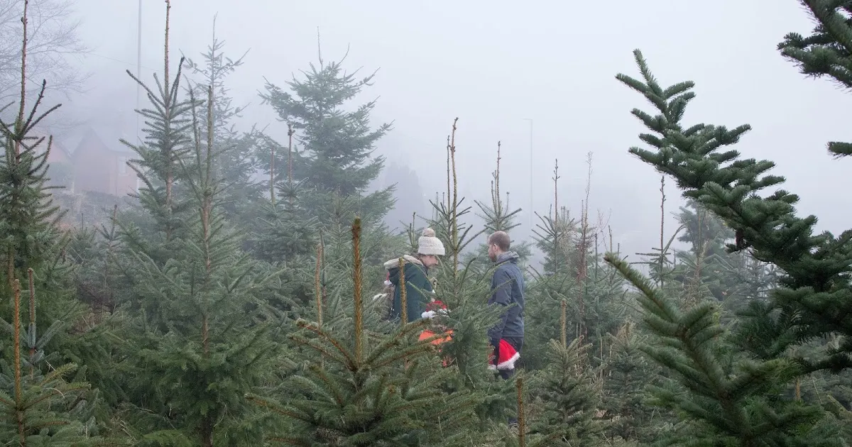 Two people walking through a misty conifer plantation with a child in festive clothing.