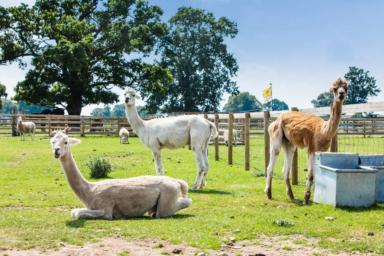 Llamas and alpacas grazing in a paddock with wooden fencing on a sunny day.