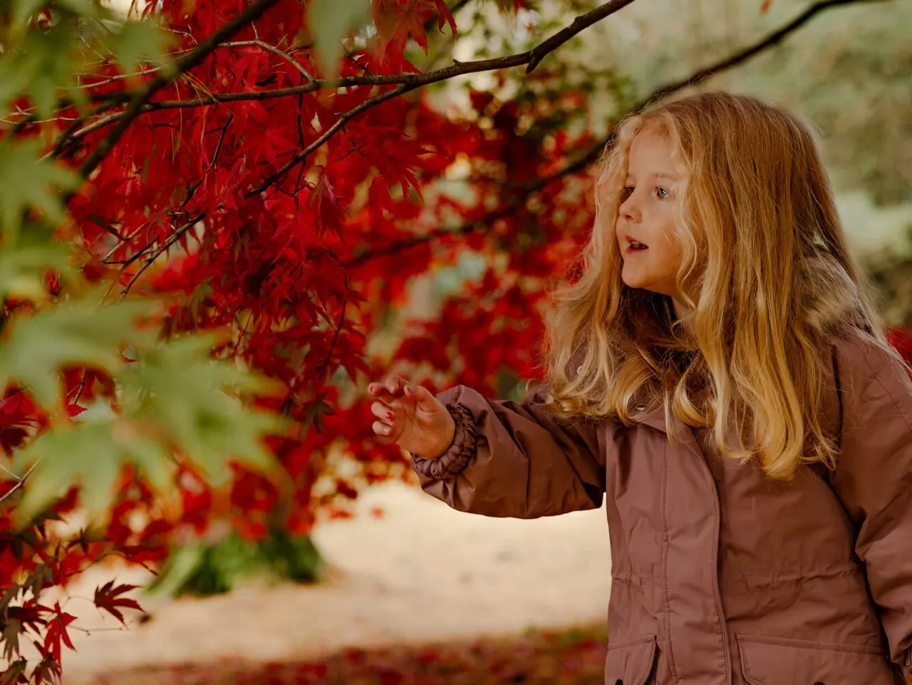 Young child reaching towards bright red autumn foliage on a tree branch.