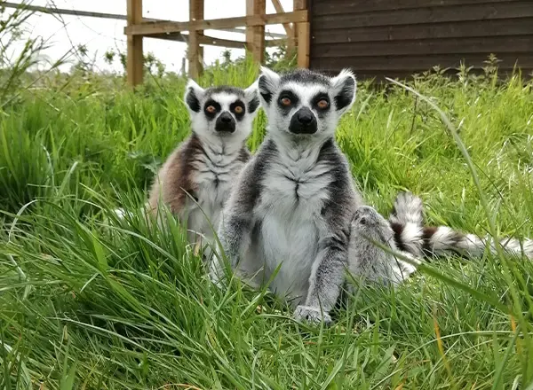 Two lemurs sit alert in grass beside a wooden structure.
