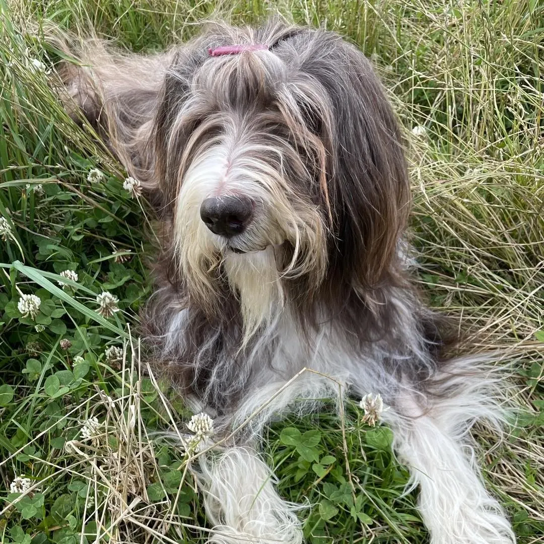 Long-haired dog with grey and white coat sitting in long grass and wildflowers.