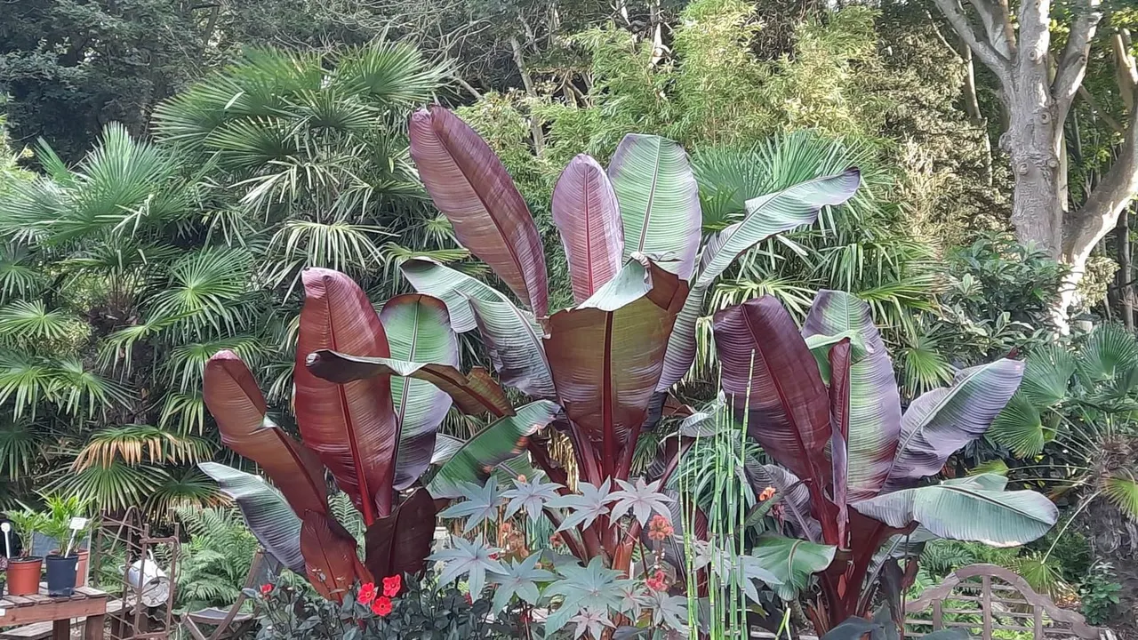 Tropical garden with red and green banana plants surrounded by palms and flowering plants.