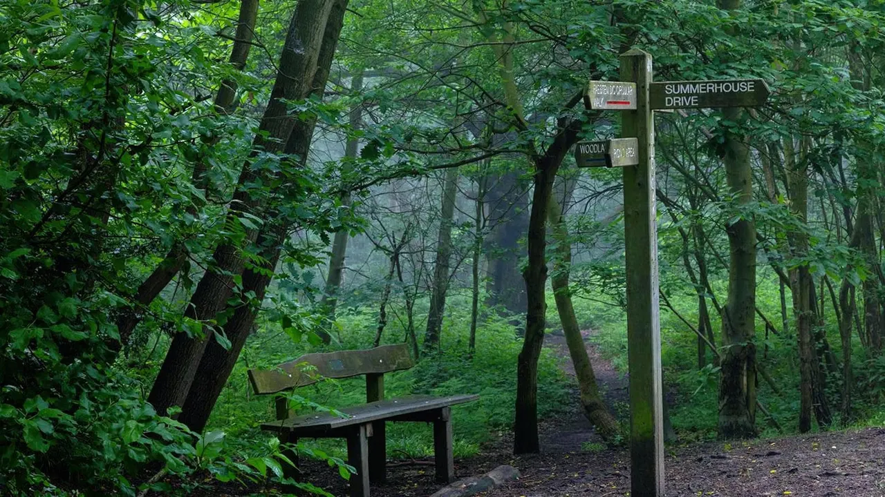 Wooden bench and street sign among densely wooded trees on a woodland path.