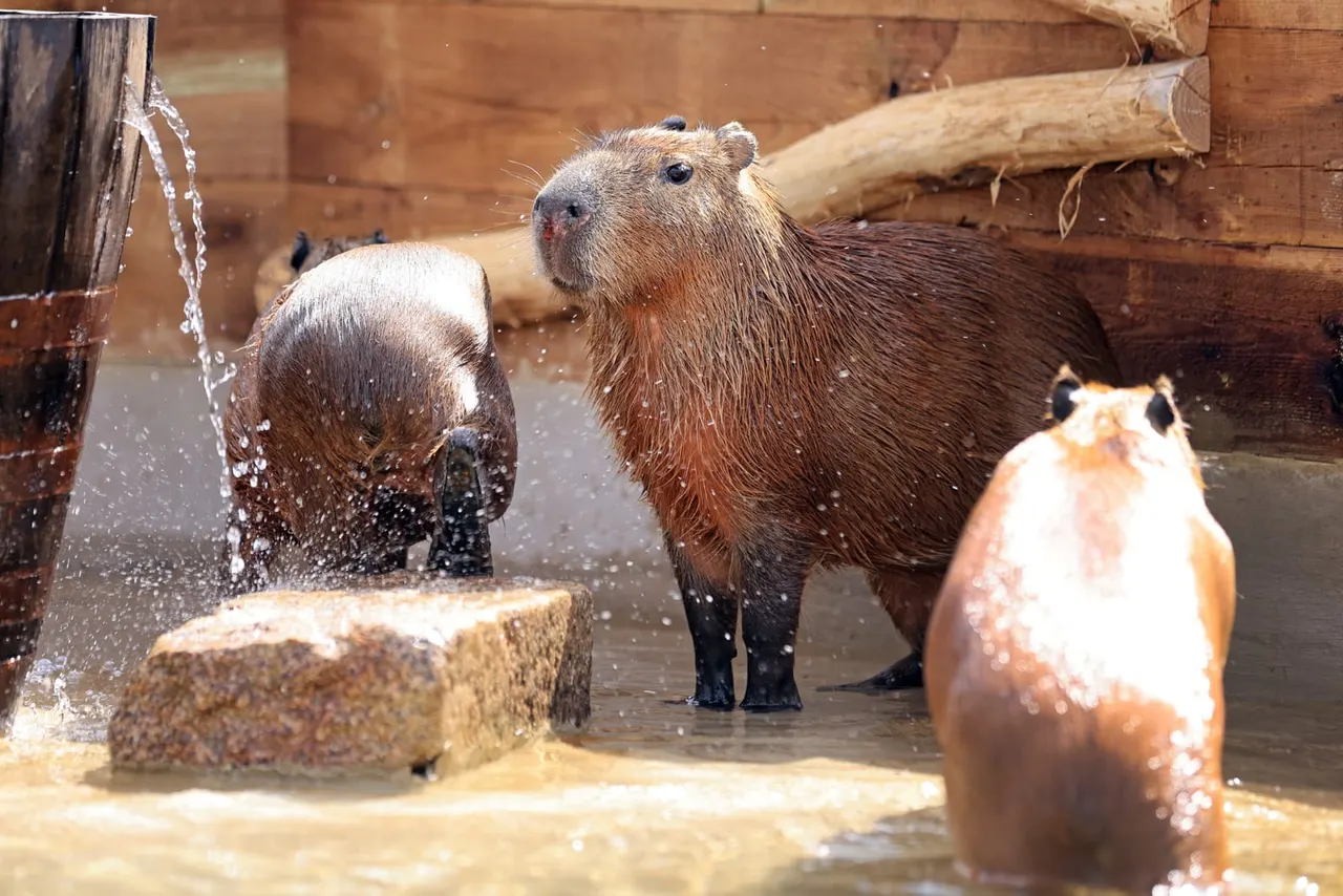 Capybaras in a shallow water enclosure with wooden logs and splashing water.