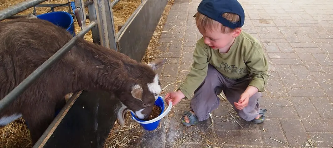 A young child crouches down to feed a goat from a blue bowl in a farm enclosure.
