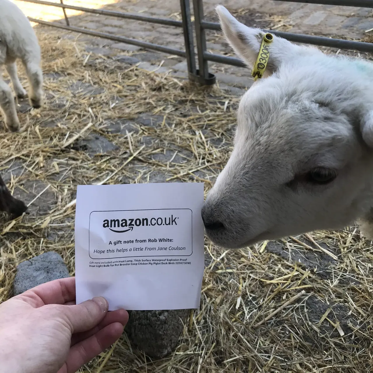 A person's hand holds an Amazon gift note next to a white goat wearing a yellow tag in a farmyard enclosure with straw.
