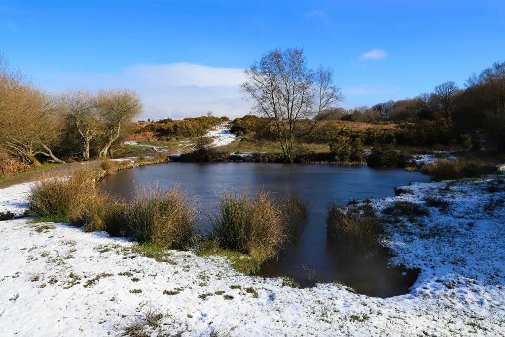 Woodland pond with frost-covered banks, reeds and bare trees under clear blue sky at Ashdown Forest.