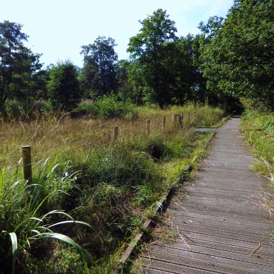 Wooden boardwalk path winding through wetland grassland with trees and vegetation on either side.