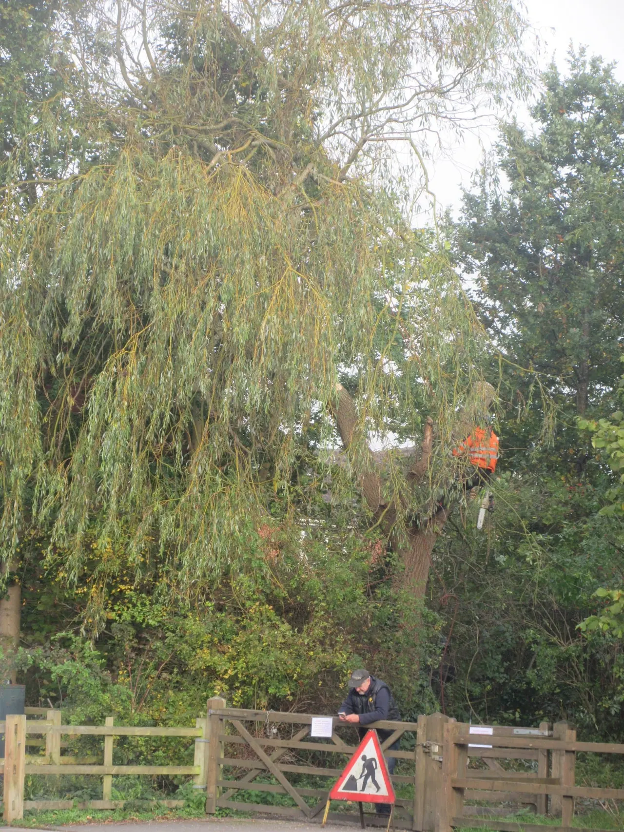 Person in dark clothing standing by wooden gate beneath weeping willow and mixed trees in parkland.