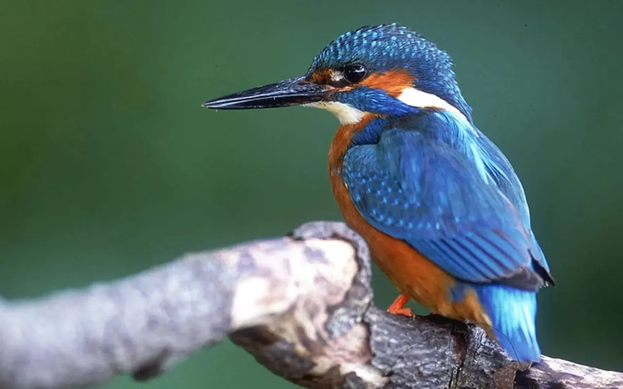 A kingfisher with bright blue and orange plumage perched on a branch against a green background.