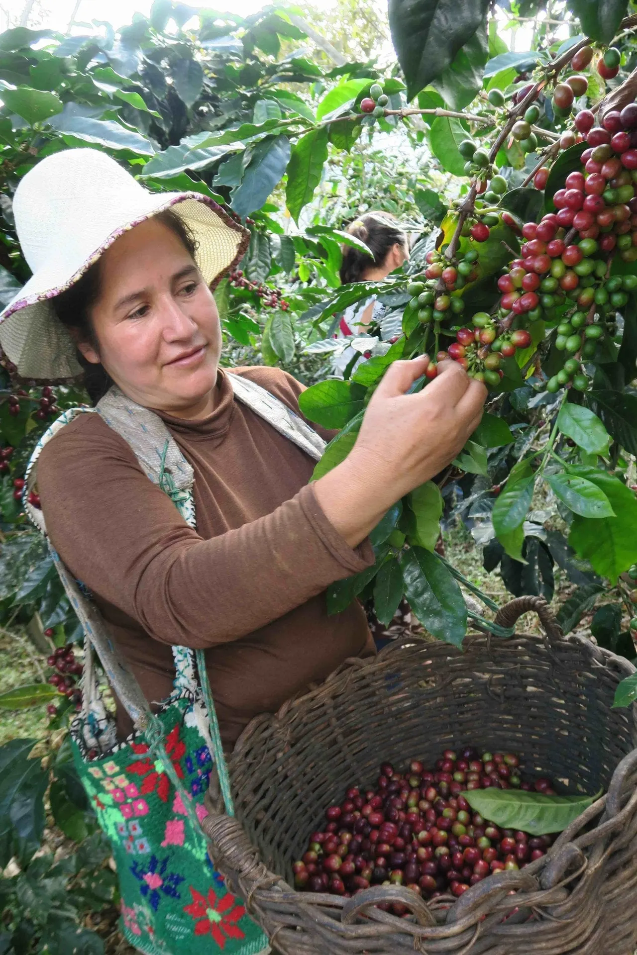 Woman picking red coffee cherries from branches into a wicker basket during harvest.