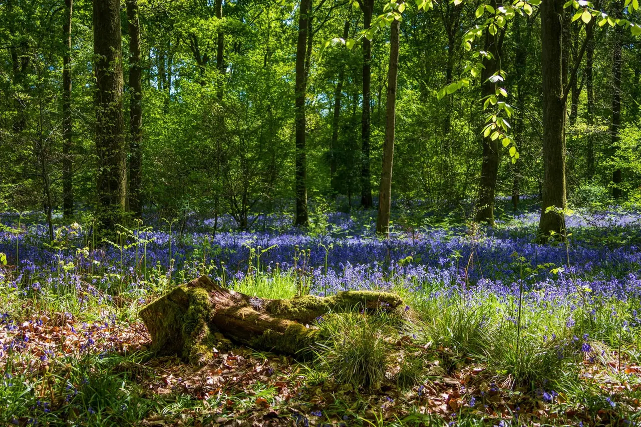 Woodland & Forest in Southampton