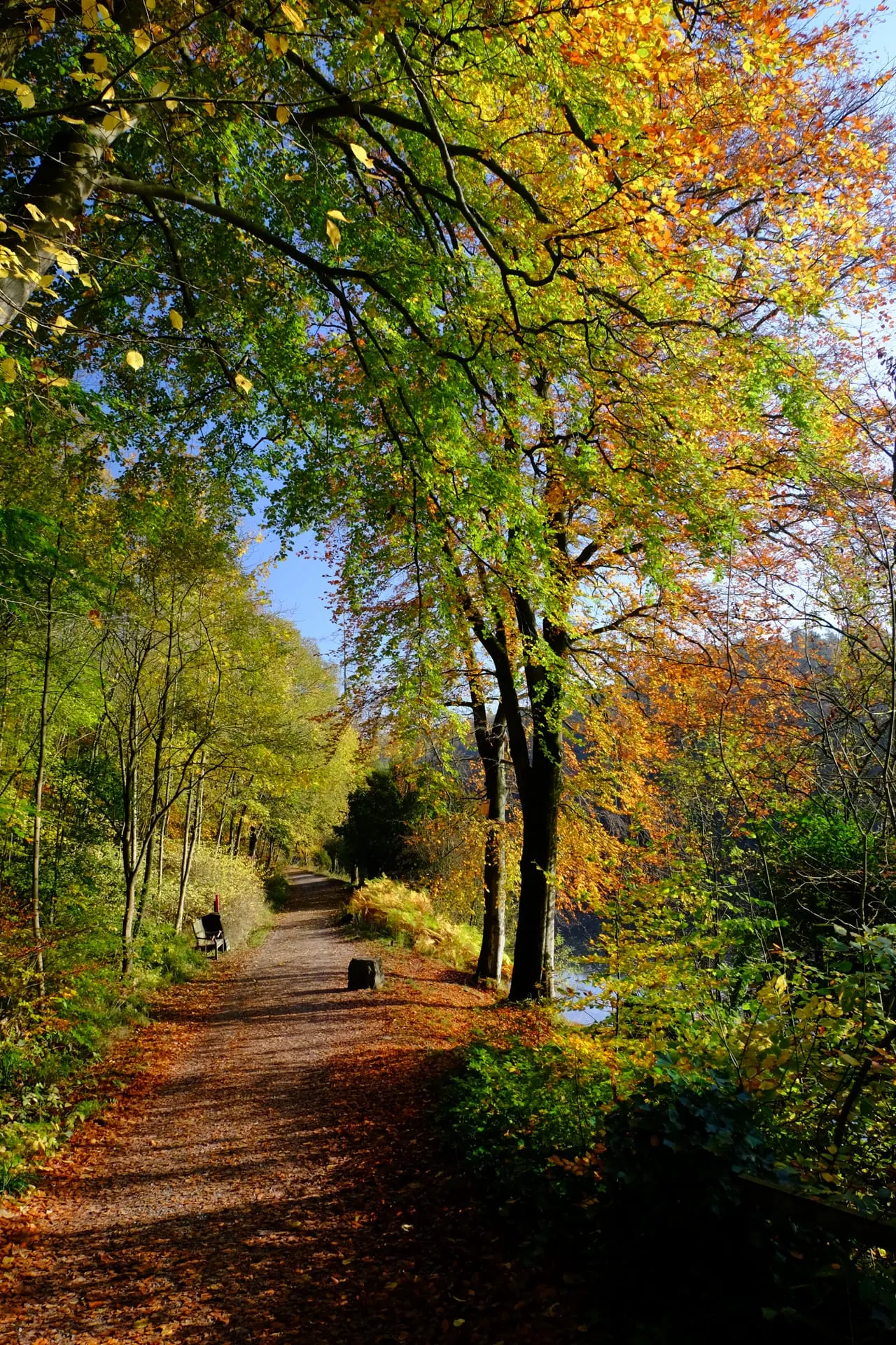 Tree-lined woodland path in autumn with golden and green foliage overhead, fallen leaves underfoot, and water visible through the trees.
