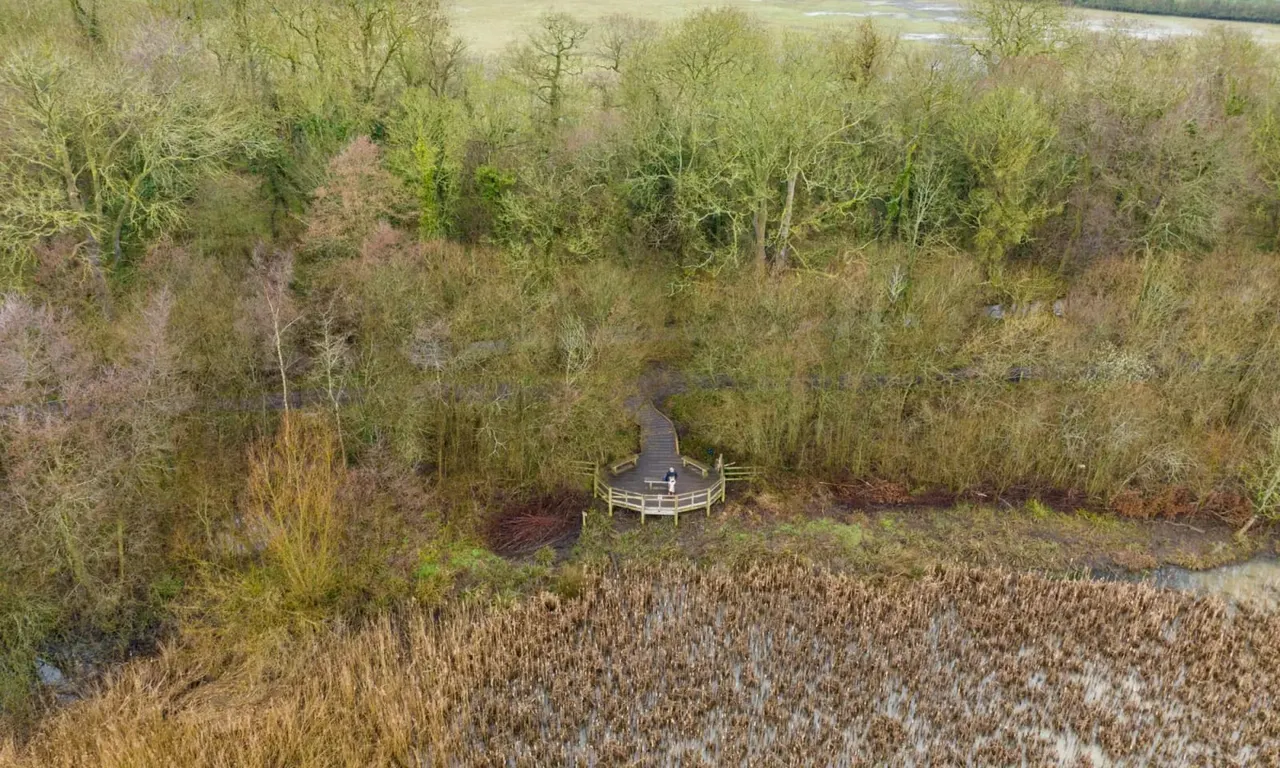 Aerial view of a person standing on a curved wooden boardwalk through wetland habitat with reed beds and woodland.