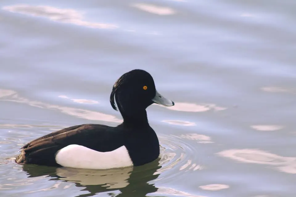 A black and white duck swimming on still water under a cloudy sky.