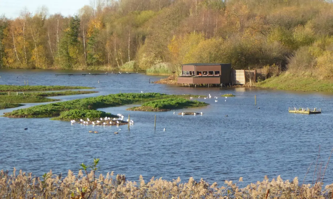 Wetland lake with waterfowl, vegetation islands, a boathouse, and autumn woodland beyond.
