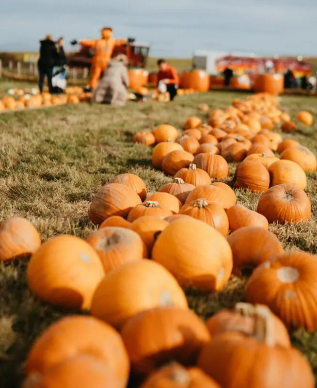 Pumpkins scattered across a field with visitors and farm activities visible in the background.