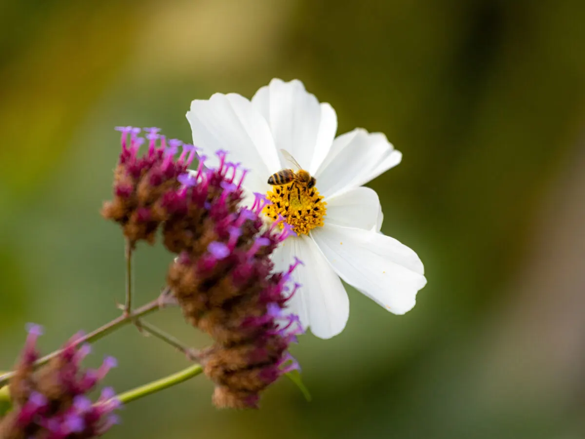 Gardens & Arboretums in Coventry