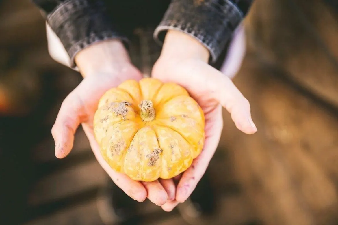 Child's hands holding a small yellow squash or pumpkin outdoors.