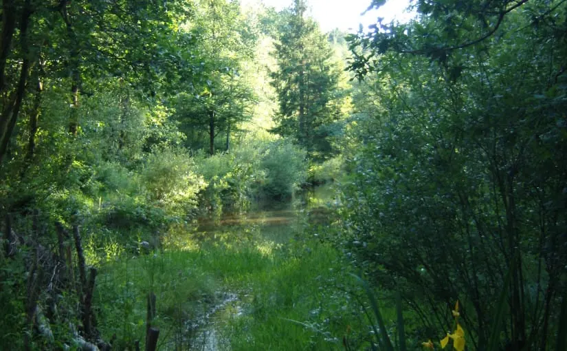Woodland stream flowing through dense green trees and undergrowth on a sunny day.