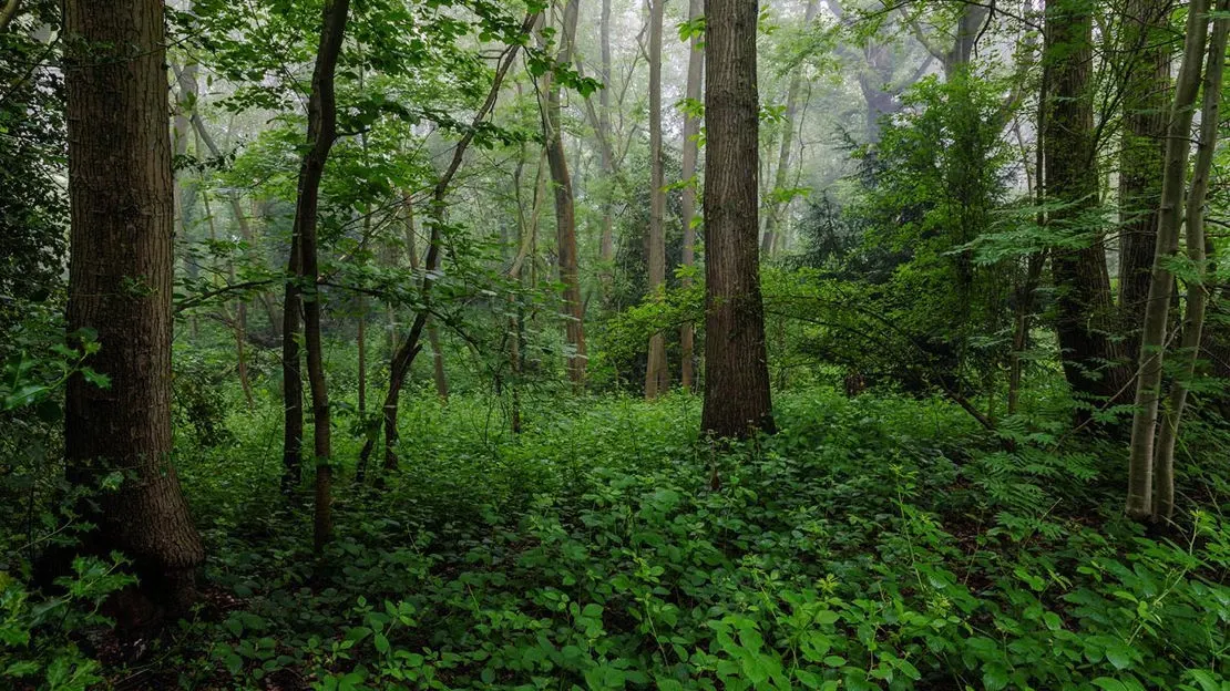 Dense woodland with tall trees and lush green undergrowth on a misty day.