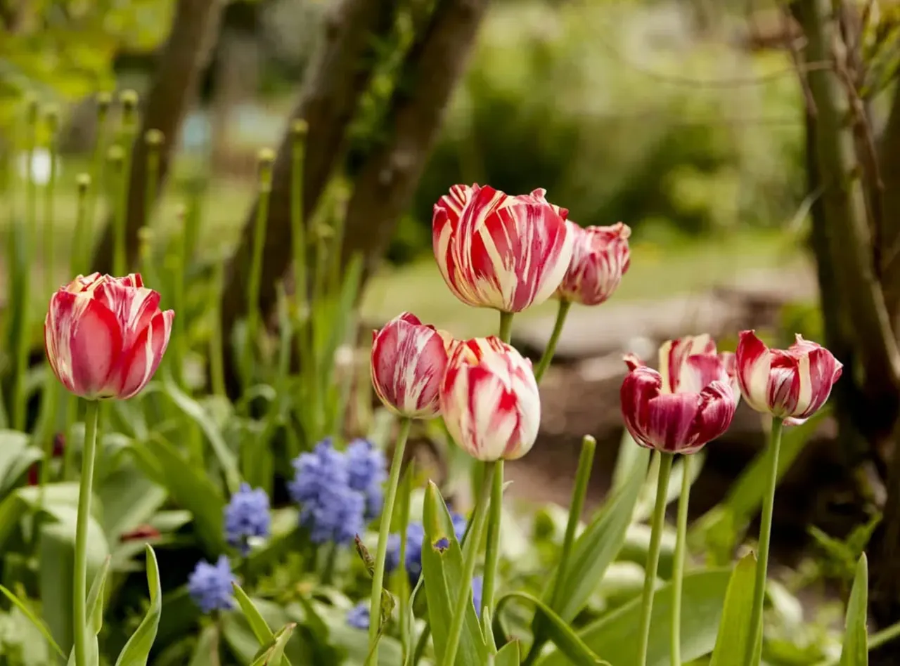 Red and white striped tulips blooming in a garden bed with purple flowers and trees in the background.