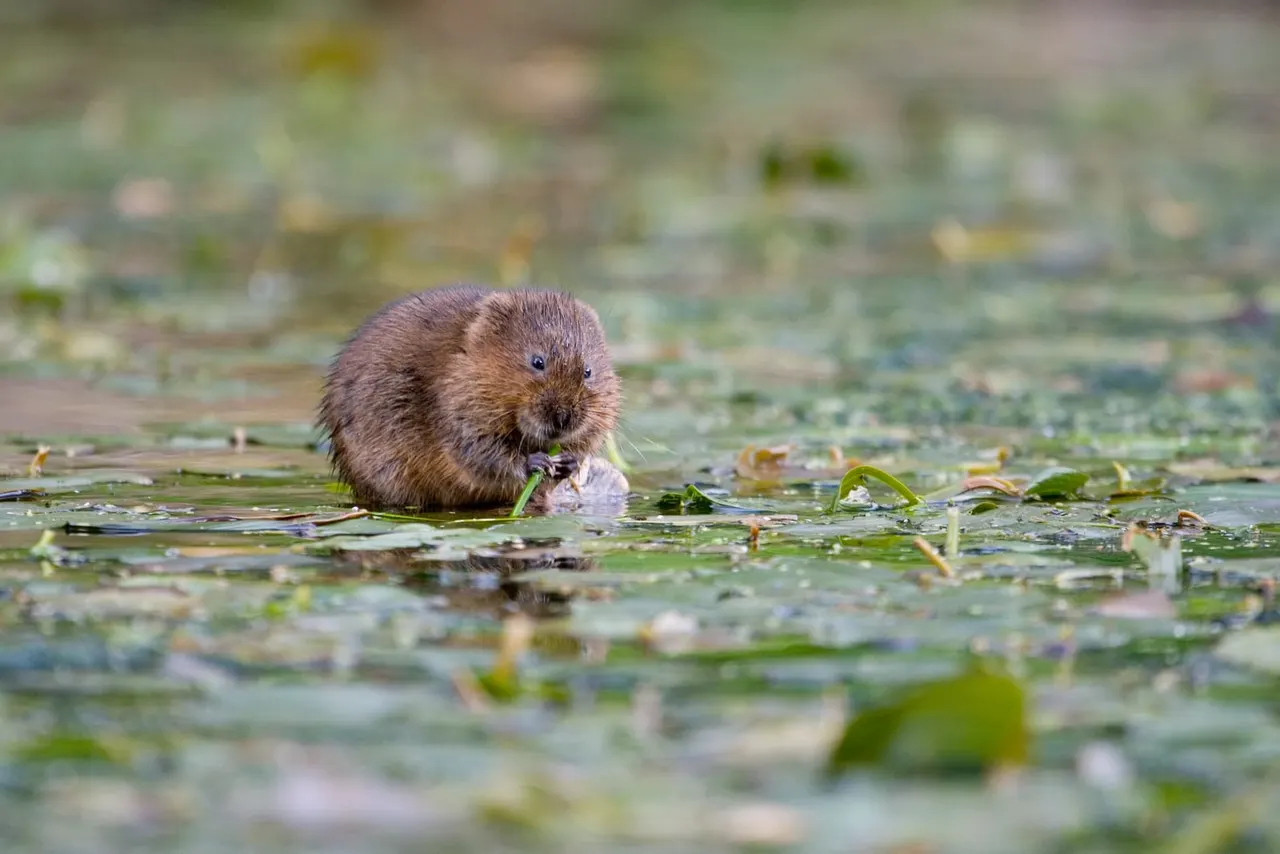 A nutria feeding on aquatic vegetation in shallow water among wetland plants.