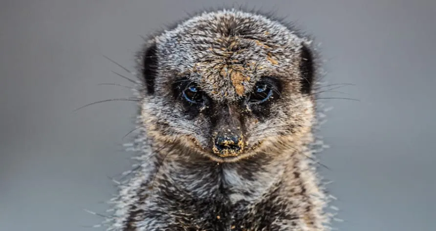 Close-up portrait of a meerkat looking directly at the camera with blue eyes against a grey background.