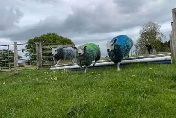 Three sheep with coloured fleece standing on a metal pipe in a grassy paddock.