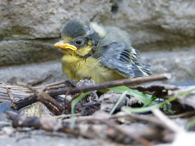 A small young bird with blue-grey and yellow plumage perches on twigs and leaf litter.