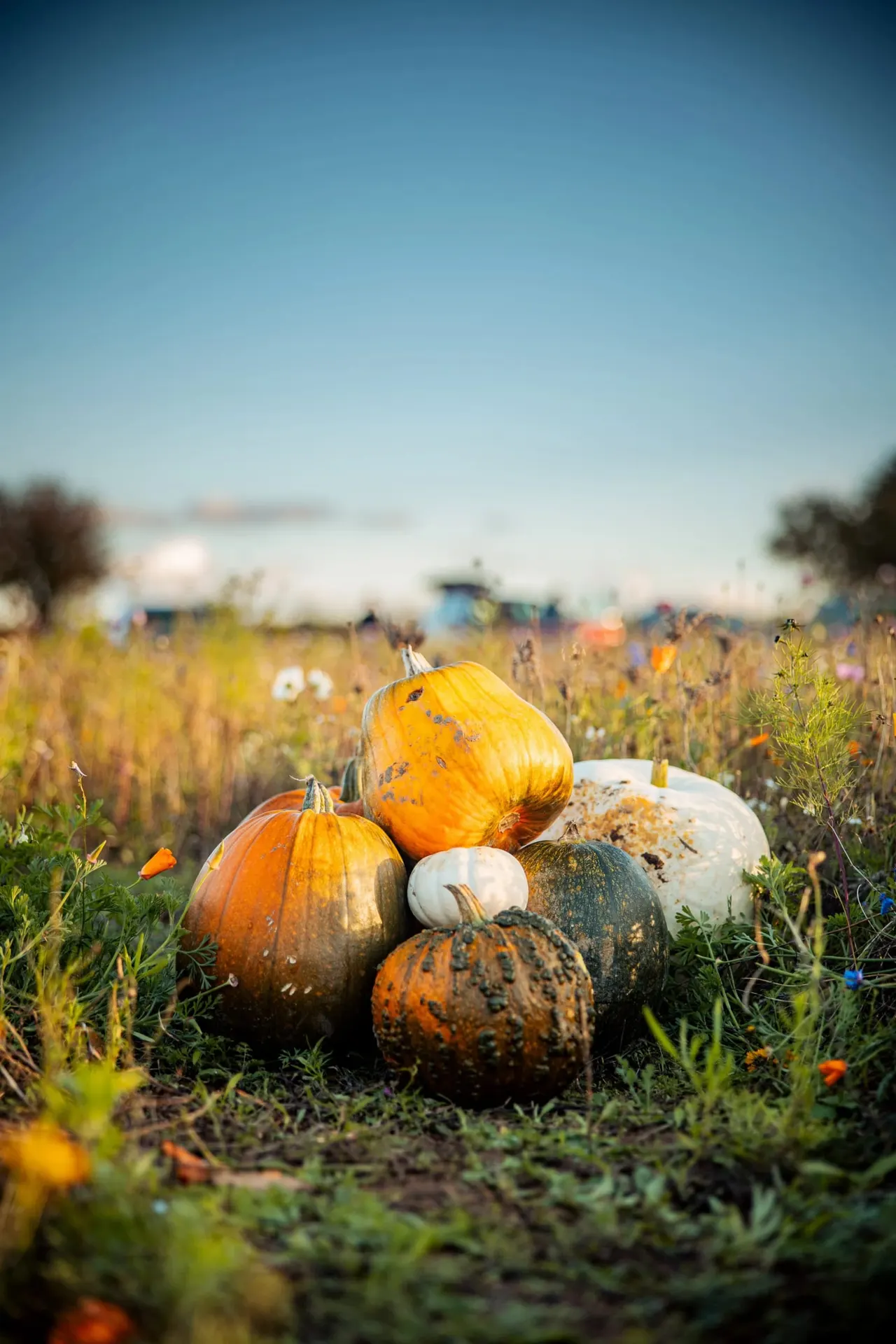 Pumpkins and gourds displayed on the ground in a pumpkin patch field with visitors in the background.