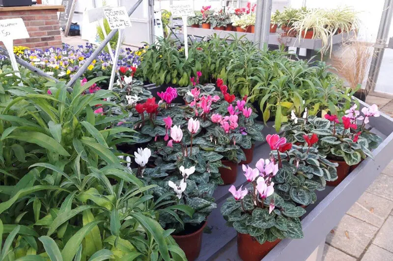 Plant nursery display with flowering cyclamen and other potted plants for sale.