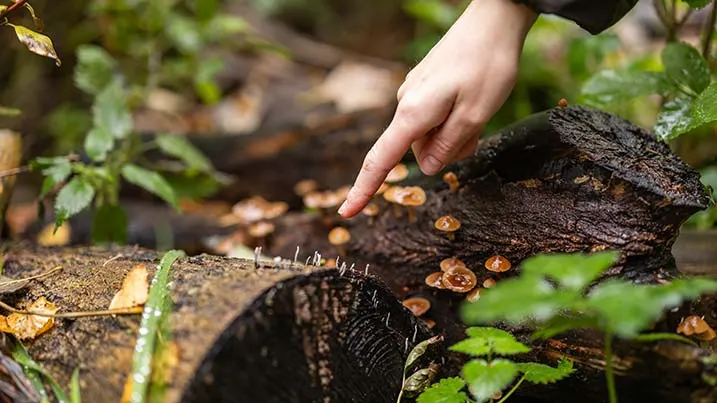 Child's hand touching small toadstools growing on a fallen log surrounded by moss and plants.