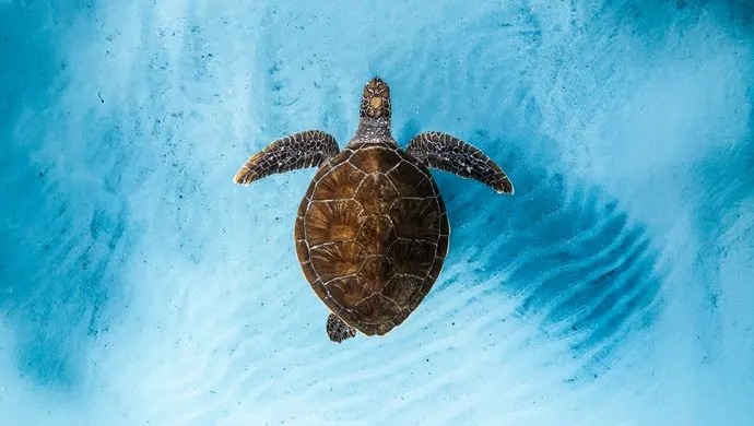 PHOTOGRAPH

Sea turtle swimming in clear turquoise water, viewed from above.