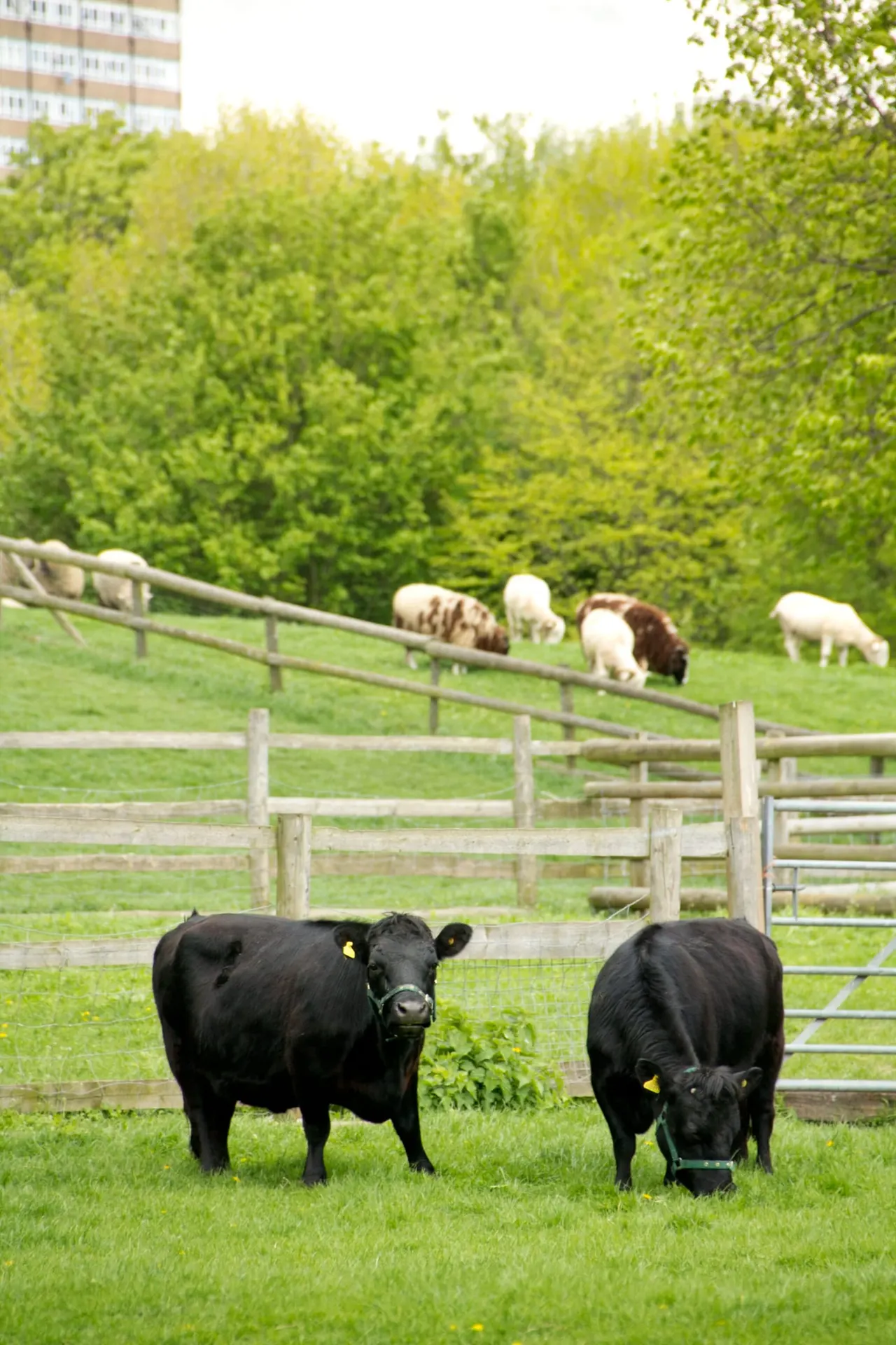 Two black cattle grazing in a fenced pasture with sheep visible on higher ground behind wooden rails.