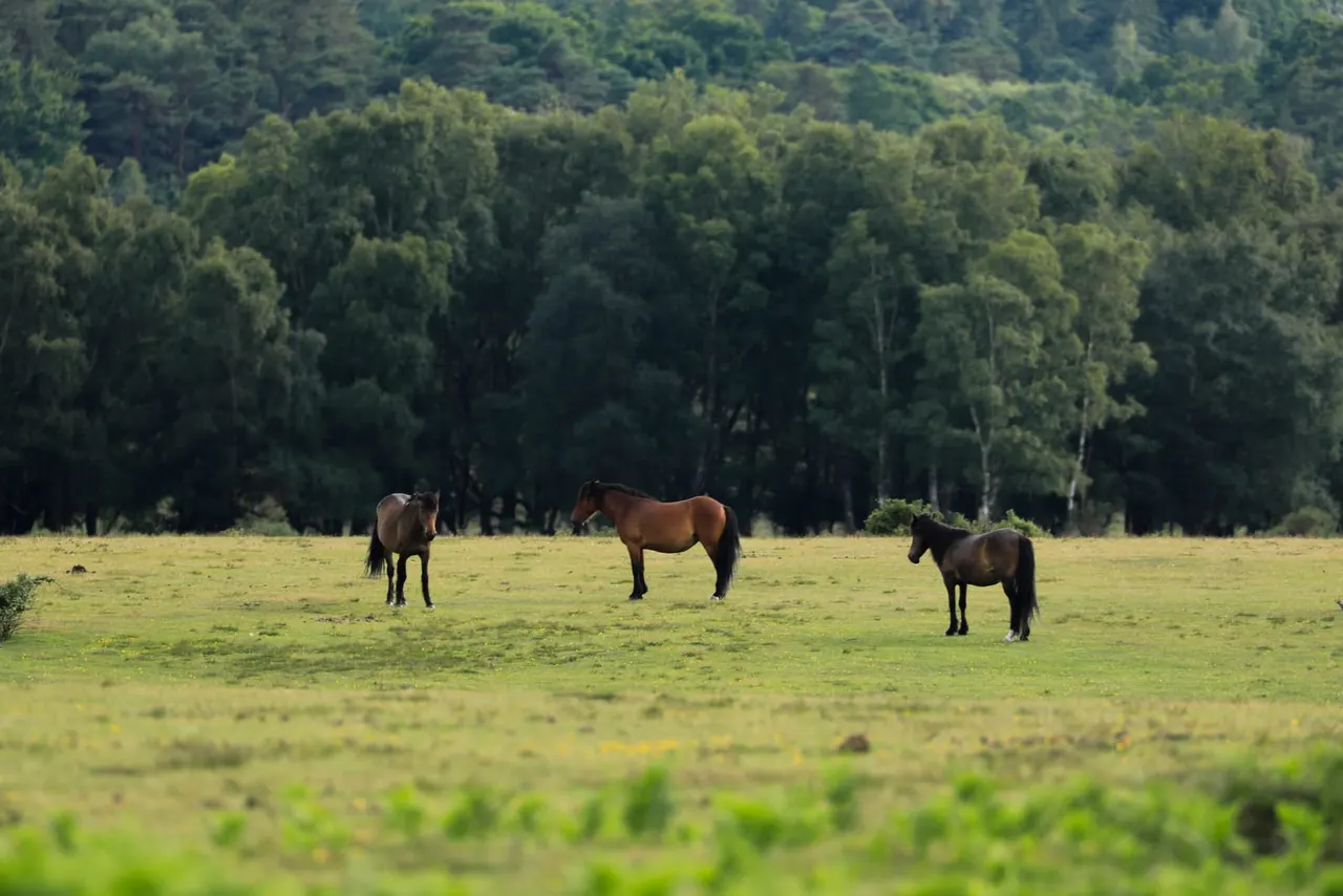 Three horses grazing in a meadow with dense forest trees in the background.