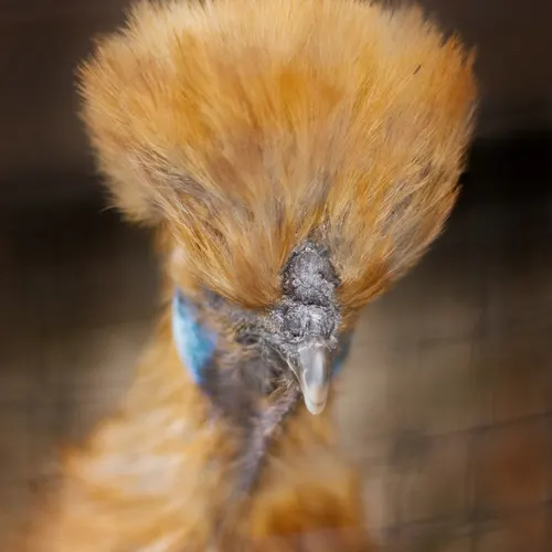Close-up of a large bird's head with distinctive orange plumage and blue facial markings.