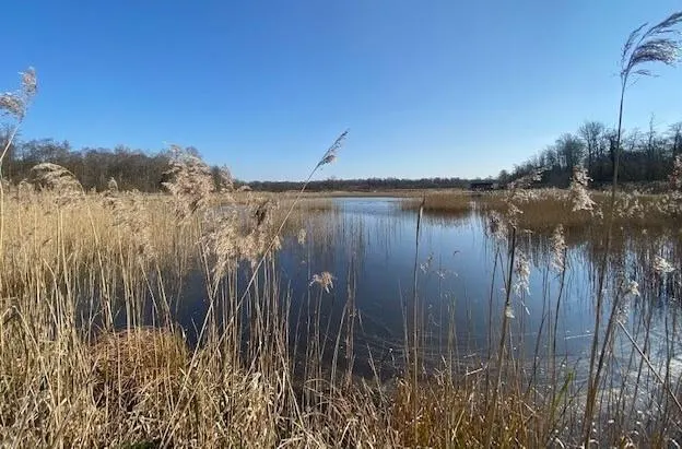 Wetland habitat with reeds and water on a clear winter day.
