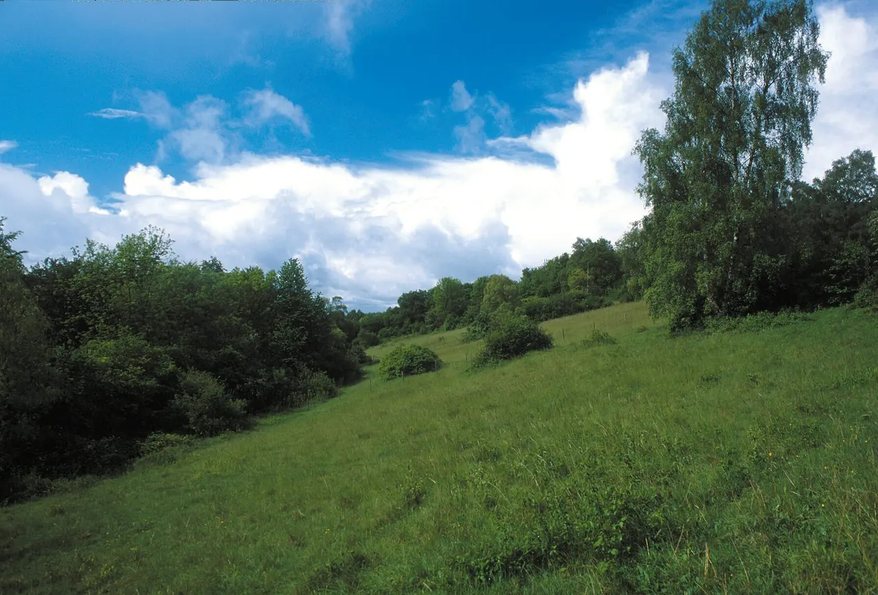 Rolling green meadow with scattered trees and woodland under a bright blue sky with white clouds.