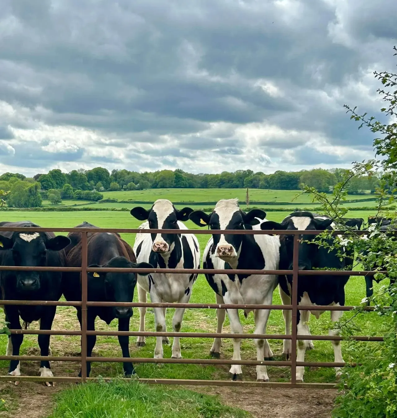 Herd of black and white cattle at a farm gate overlooking green fields and countryside.
