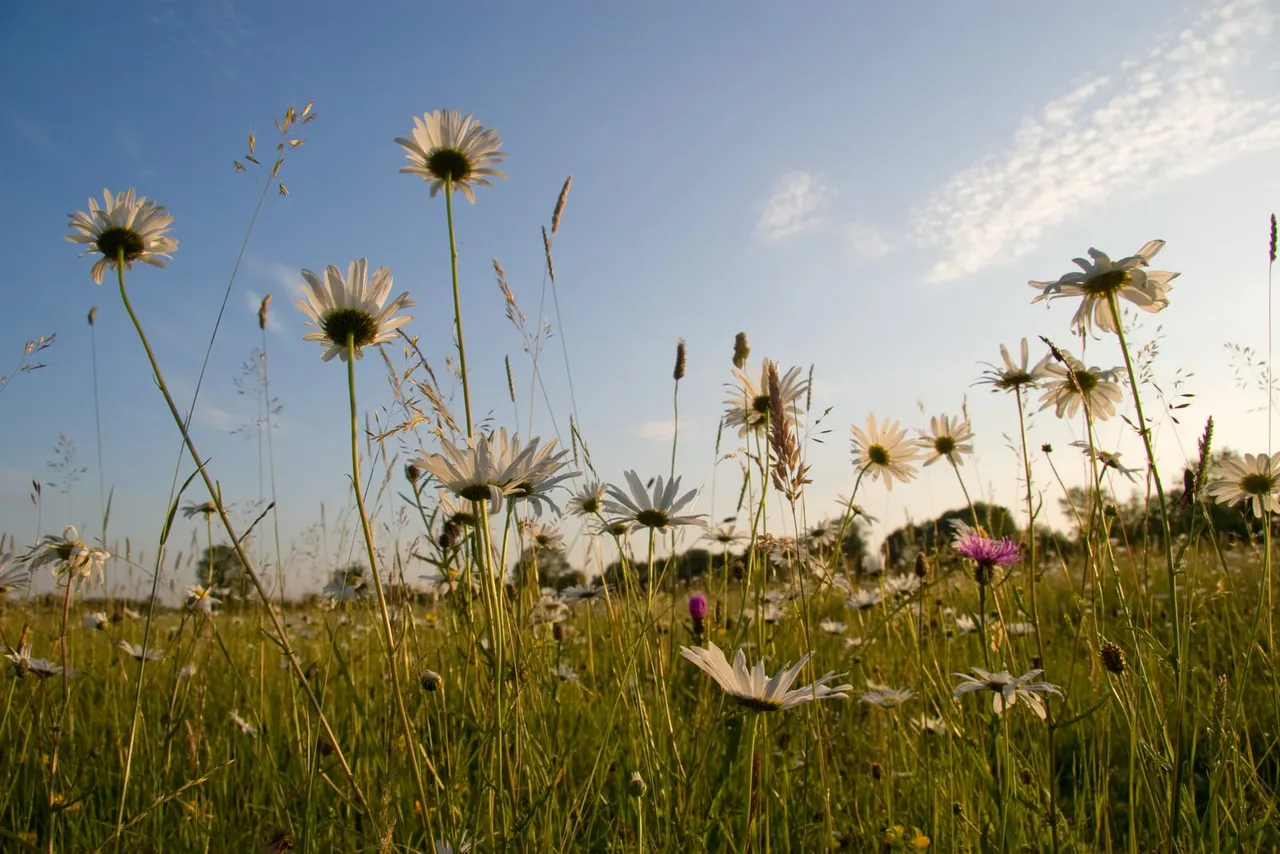 A wildflower meadow with white daisies, purple thistles and grasses under a blue sky.