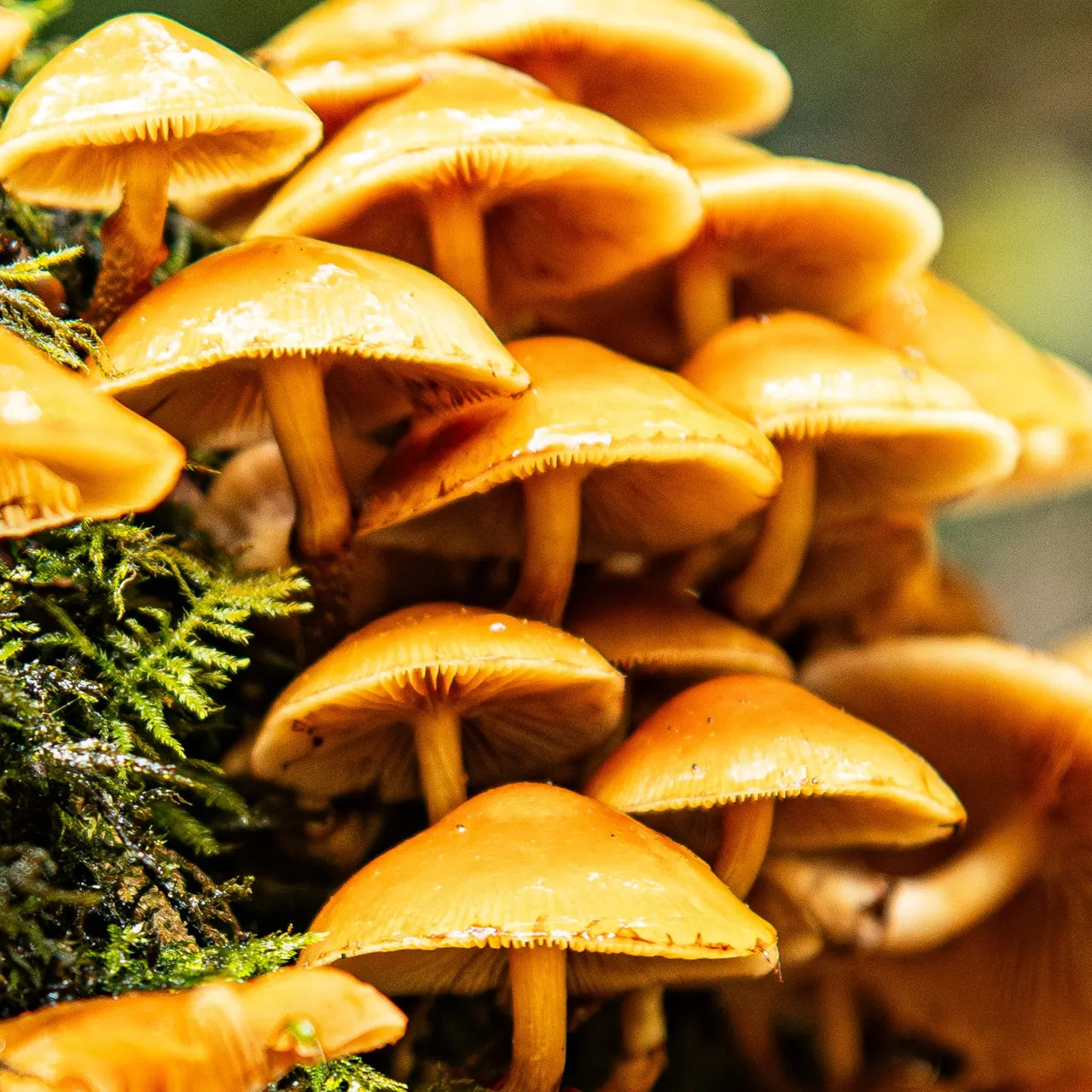 Cluster of small golden-yellow mushrooms growing on moss in natural woodland setting.