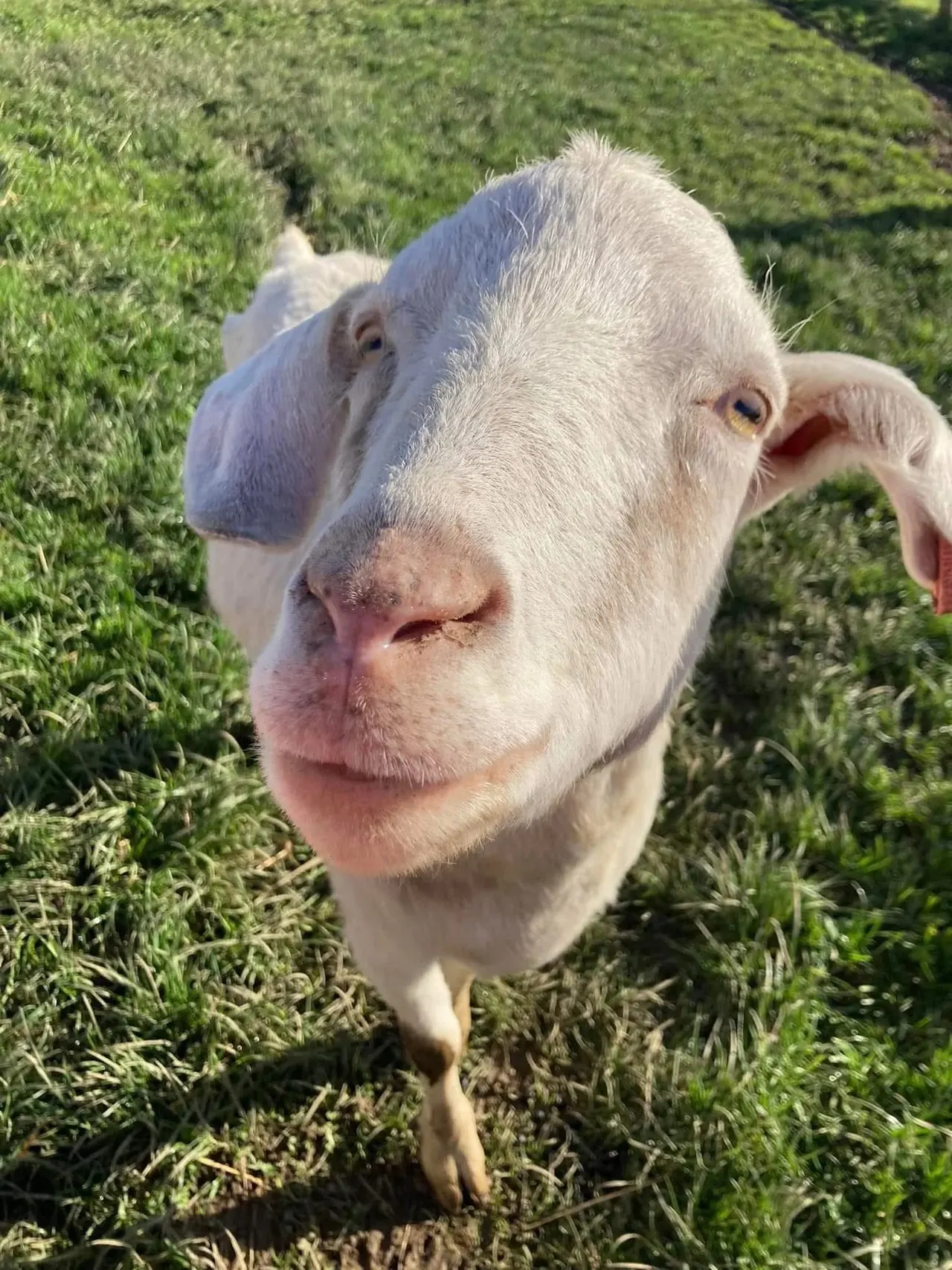 White goat looking towards the camera in a grassy paddock with green hedges behind.