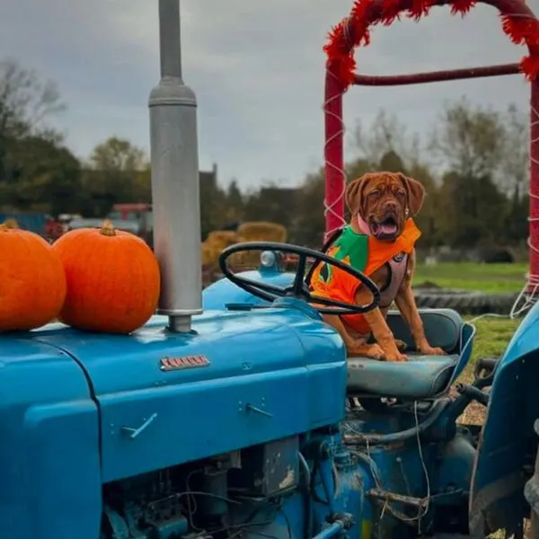 A dog wearing an orange jacket sits on a blue toy tractor surrounded by pumpkins at a farm.