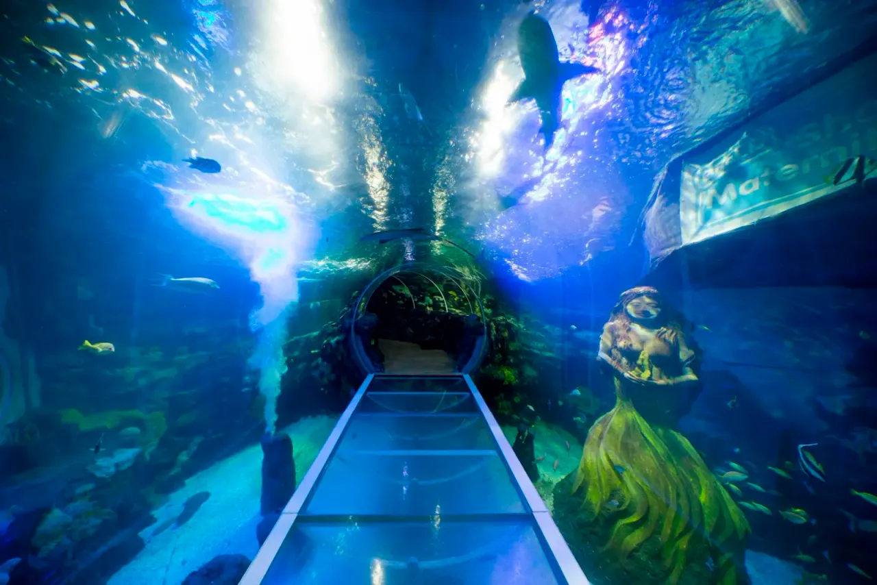 Ocean tunnel at SEA LIFE Birmingham