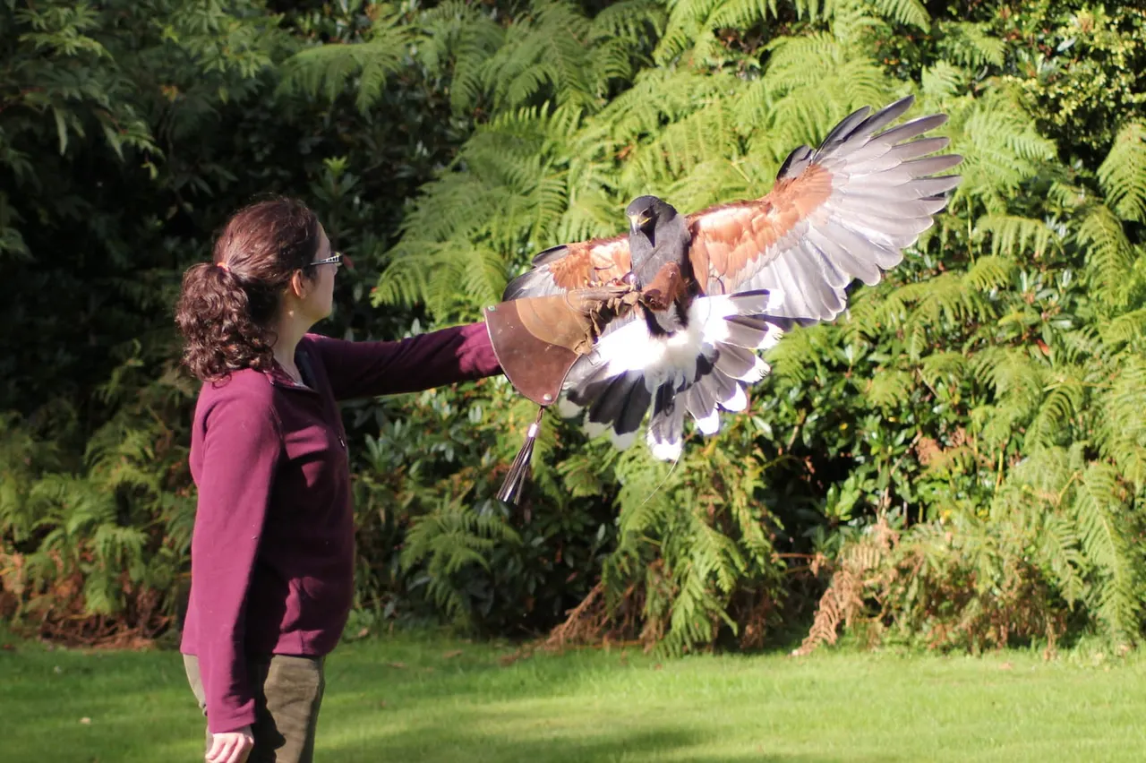 Woman in pink jacket holding a gloved arm with a large bird of prey perched on it, wings spread, against a backdrop of green ferns.