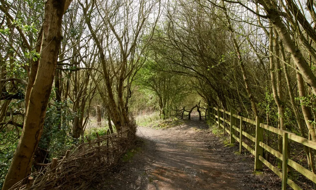 Tree-lined farm track with wooden gate and fencing, dappled sunlight filtering through bare branches overhead.
