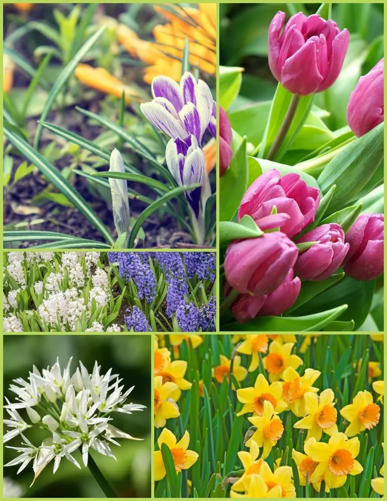 Pentland Plants