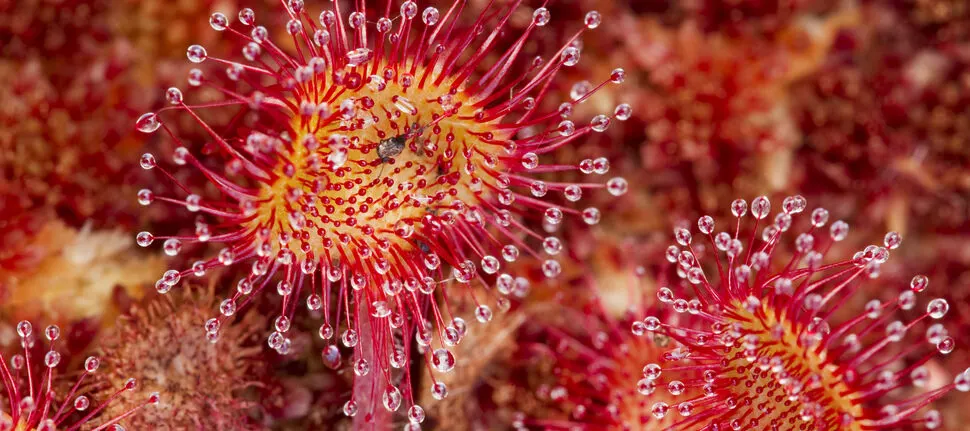 Close-up of red and yellow flowers with dewdrops on their needle-like stamens.