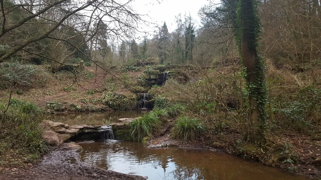 Woodland stream with small waterfalls and pools surrounded by bare trees and evergreens in winter.